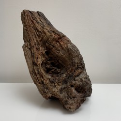 Morceau d'arbre fossilisé petrifié fossile