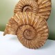 Moulage d'ammonites en platre vernis