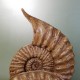 Moulage d'ammonites en platre vernis