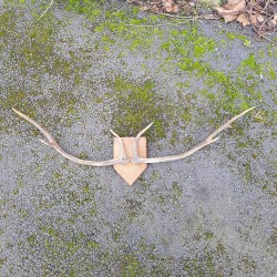 Trophé de chasse bois de cerf
